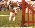 chispi saut2.jpg
